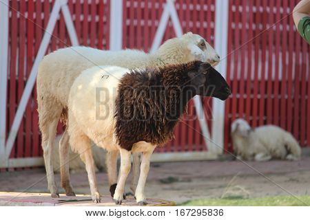 Cute sheep eating grass to enjoy happiness.