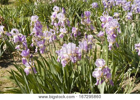 Flowerbed with blue irises recorded in University Botanic garden Ekopark in Saint Constantine and Helen resort Bulgaria.
