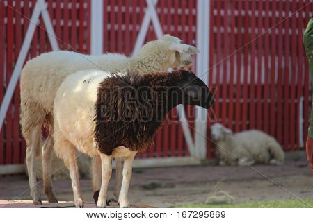 Cute sheep eating grass to enjoy happiness.