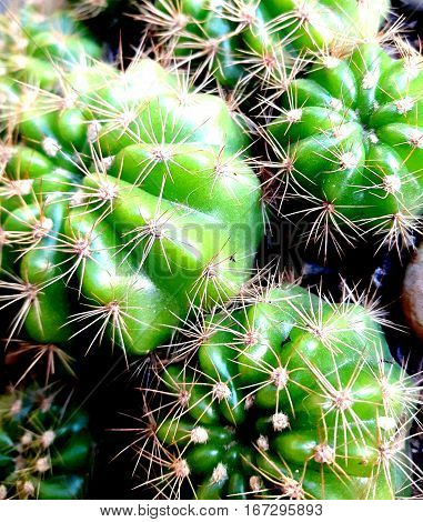 Cactus with sharp thorns, but beautiful soft focus.
