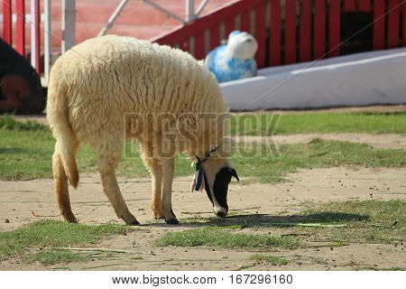 Cute sheep eating grass to enjoy happiness.