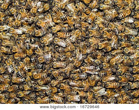 Fond d'abeilles.