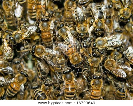 Fond d'abeilles.