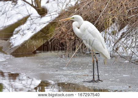 white egret on non frozen part of river to wait for fish