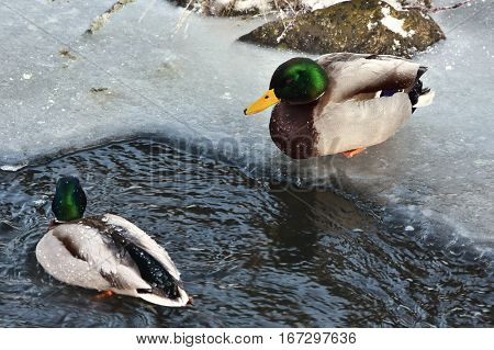 wto male of wild mallard duck on frozen river