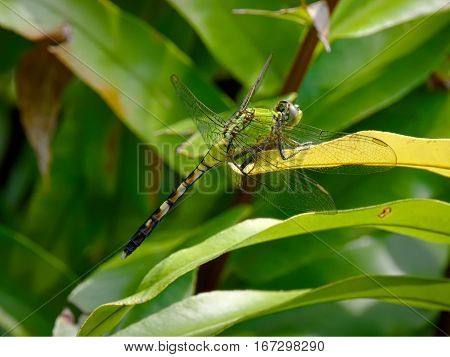 Eastern Pondhawk Dragonfly blending in with green plant