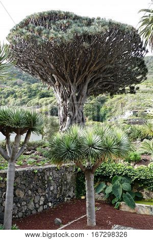 oldest dragon tree in Icod de los vinos,Tenerife island