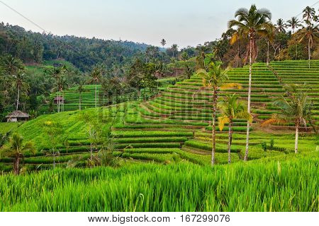 Beautiful view of Balinese green rice growing on tropical field terraces. Best scenic Asian backgrounds and landscapes people culture and nature of Bali and Java islands travel places in Indonesia