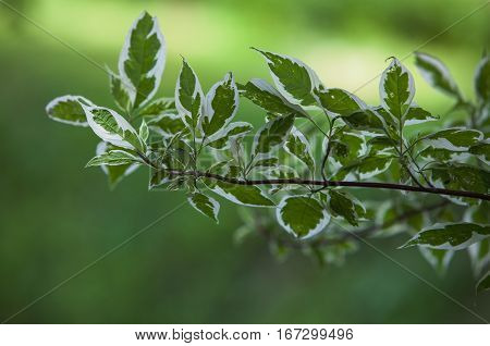 Deren two color bush in a forest