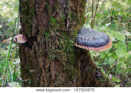 Inonotus obliquus on the trunk of a tree on a background of green summer grass.