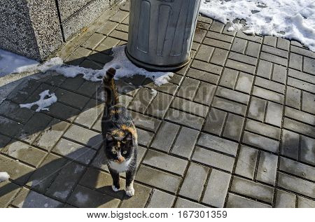 Small curious kitten at sunlight pavement  in winter village Pasarel,  Bulgaria