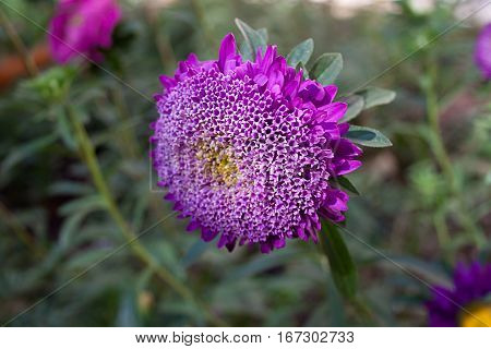 Beautiful flower aster on green meadow. Macro.