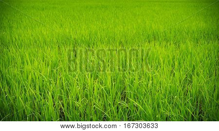 Green confield background Lush and fertile rice