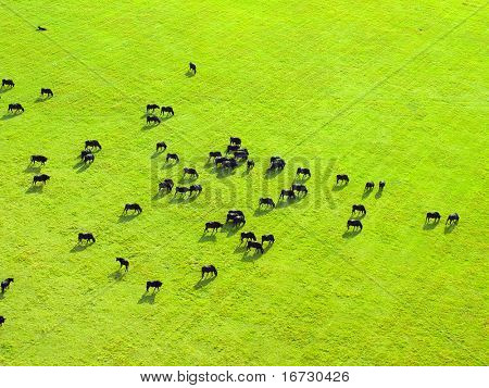 Hato de vacas en campo verde. Vista desde arriba.
