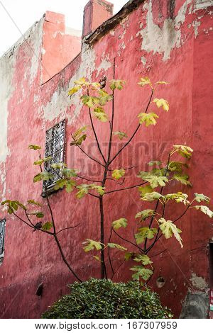 Young plant with a building wall background