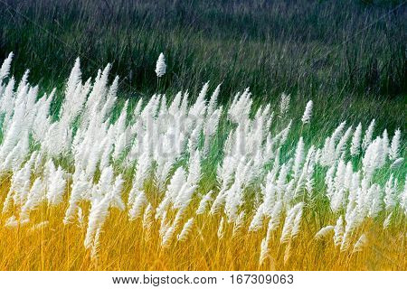 Kans grass Saccharum spontaneum dark green backgound Kolkata West Bengal India - welcoming autumn in the city.
