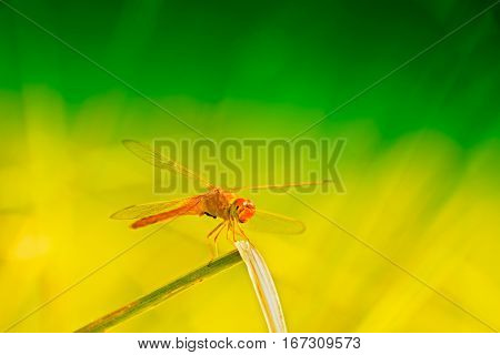 Red dragonfly sitting green and yellow bright natural background Kolkata West Bengal India