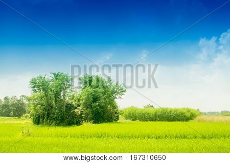 Beautiful rural landscape of Paddy field blue sky Howrah West Bengal India