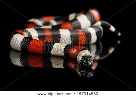 Campbell's milk snake, Lampropeltis triangulum campbelli, isolated on black background with reflection
