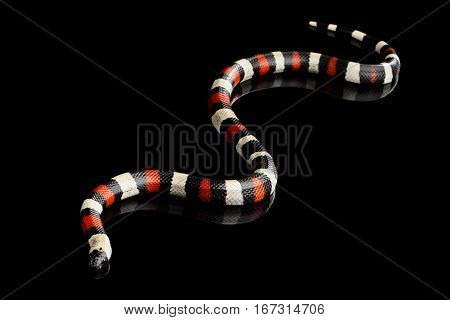 Campbell's milk snake, Lampropeltis triangulum campbelli, isolated on black background with reflection