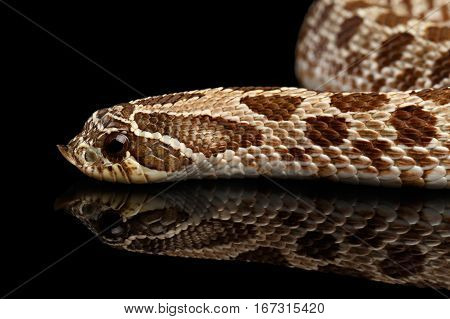 Closeup Western Hognose Snake, Heterodon nasicus isolated on black background with reflection