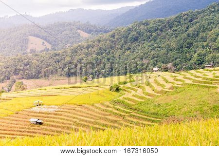 Terraced Rice Field In The Evening