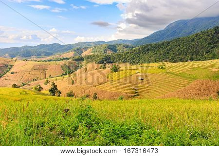 Terraced Rice Field In The Evening