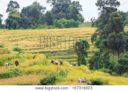 Cooperated Manual Rice Harvesting