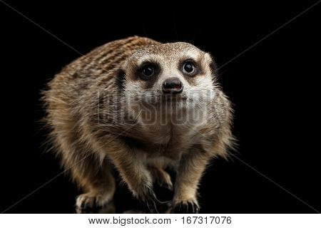 Cute One Meerkat lookout isolated on black background