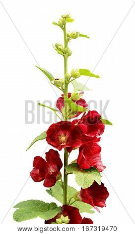 Mallow flowers isolated on a white background