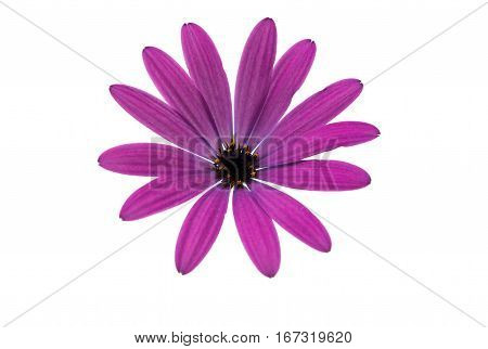 Osteospermum Daisy or Cape Daisy Flower Flower Isolated over White Background. Macro Closeup