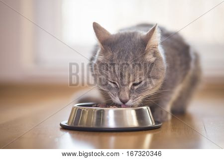 Beautiful tabby cat sitting next to a food bowl placed on the floor next to the living room window and eating. Selective focus