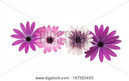 Osteospermum Daisy or Cape Daisy Flower Flower Isolated over White Background. Macro Closeup