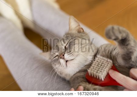 Tabby cat lying in her owner's lap and enjoying while being brushed and combed. Selective focus