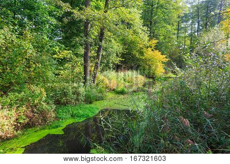 Natural Lesna river in summer midday with lot of bushes and plants along, Balowieza Forest, Poland, Europe