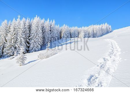 In the winter morning high in the mountains green trees covered with snow are waking up hidden from human eyes under the blue sky.
