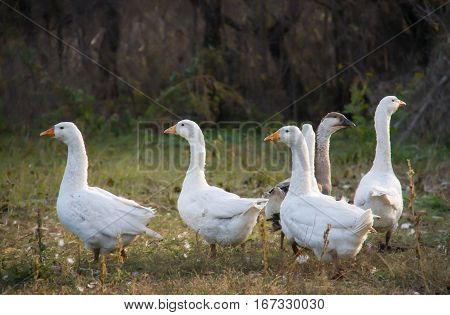 a flock of geese grazing on the grass in the autumn