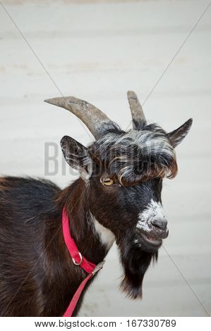 A Nigerian Dwarf goat poses for a portrait in front of a tin building