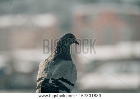 Head shot of beautiful speed racing pigeon bird