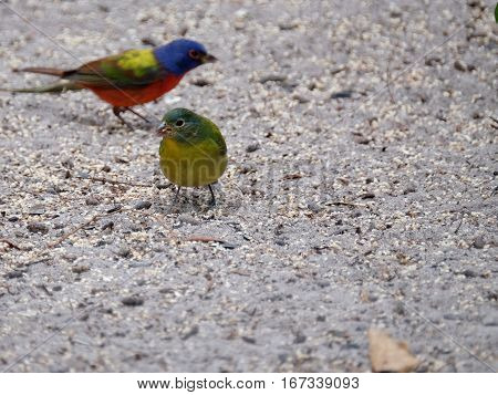 Yellow Female Painted Bunting small bird on ground with seed in beak and male painted bunting in background
