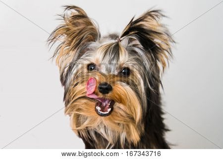 Cute puppy on a white background. She is very excited minnie Yorkie