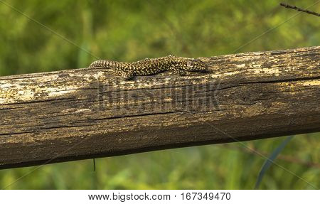 Italian wall lizard on a tree stump