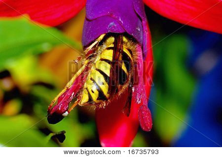 WASP