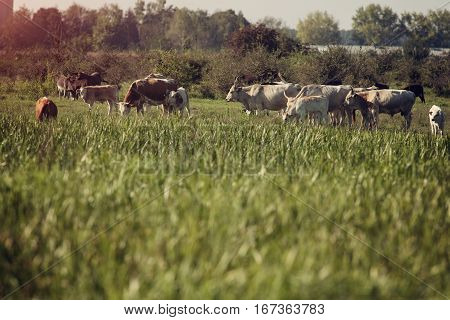 Cattle in a meadow, bulls and cows grazing