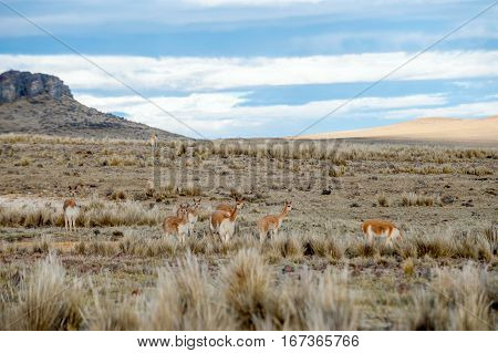 Vicugnas wild South American camelids in the high alpine areas of the Andes. Salinas y Aguada Blanca National Reserve - protected area located in the regions of Arequipa and Moquegua in Peru