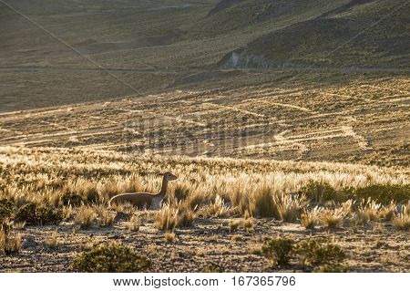 Vicugnas wild South American camelids in the high alpine areas of the Andes. Salinas y Aguada Blanca National Reserve - protected area located in the regions of Arequipa and Moquegua in Peru