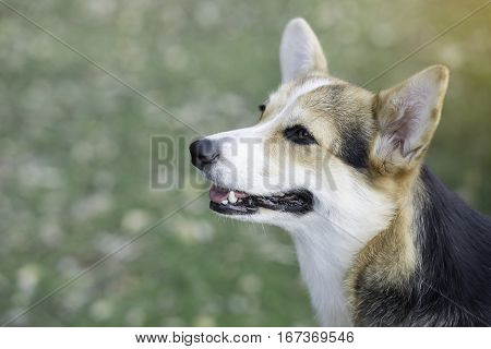 Corgi dog on the grass in summer sunny day