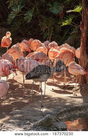 Adolescent gray Chilean flamingo Phoenicopterus chilensis in the middle of adult pink flamingos during breeding season.