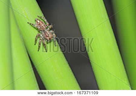 Spider on grass in the garden and cute