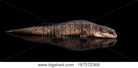 brown skink, tropidophorus baconi on isolated black background with reflection, wild reptile